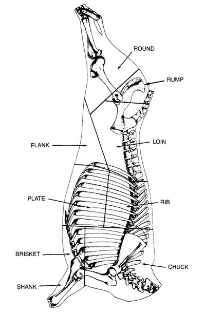 Where various cuts of beef come from on the cow.